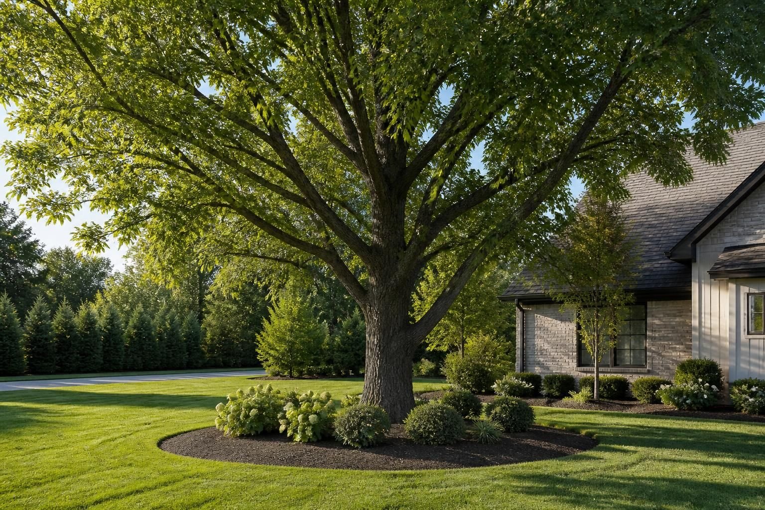 Healthy mature tree in a well-maintained residential landscape